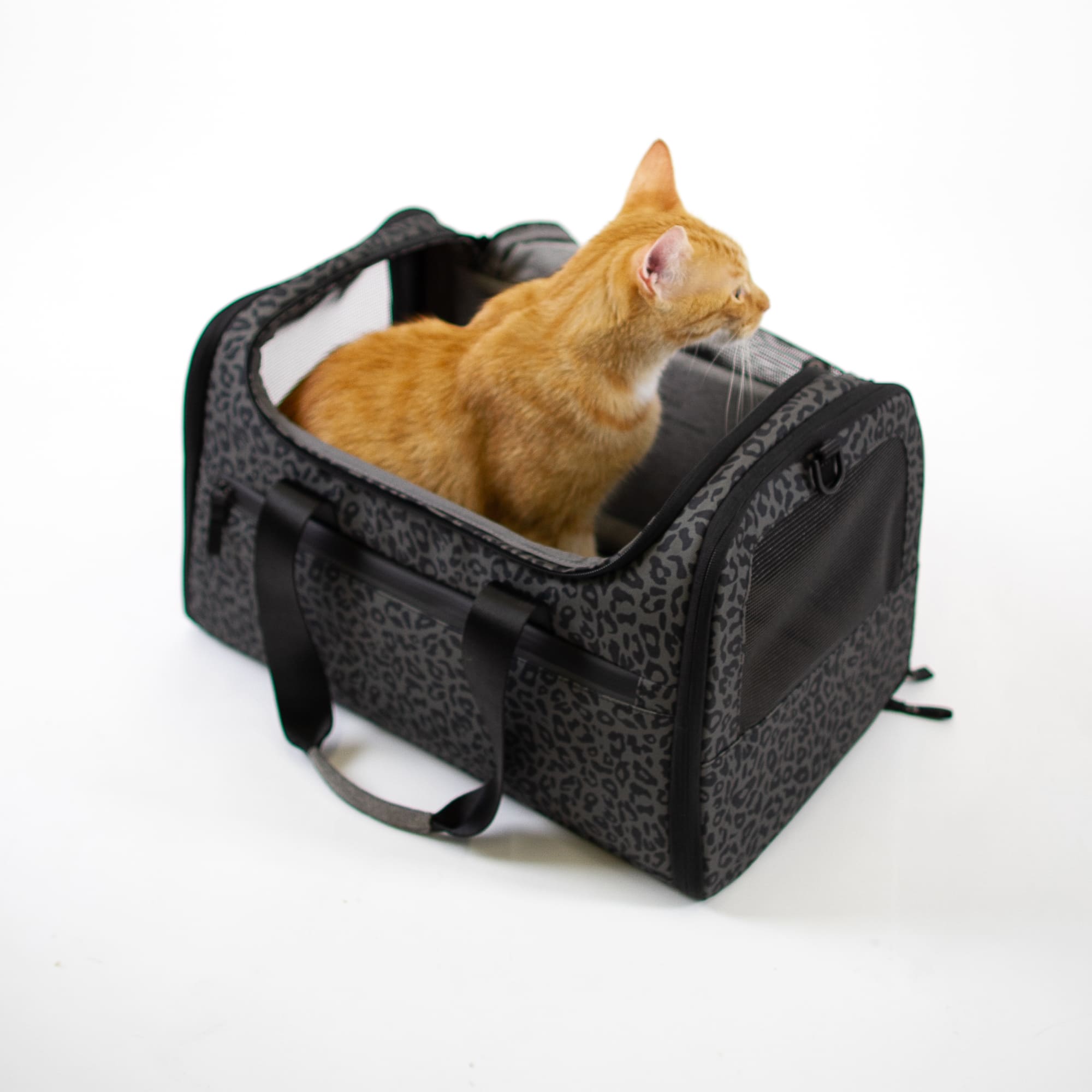 CHECK-IN Transporttasche im Leo-Print, rote Katze sitzt darin, Studioaufnahme