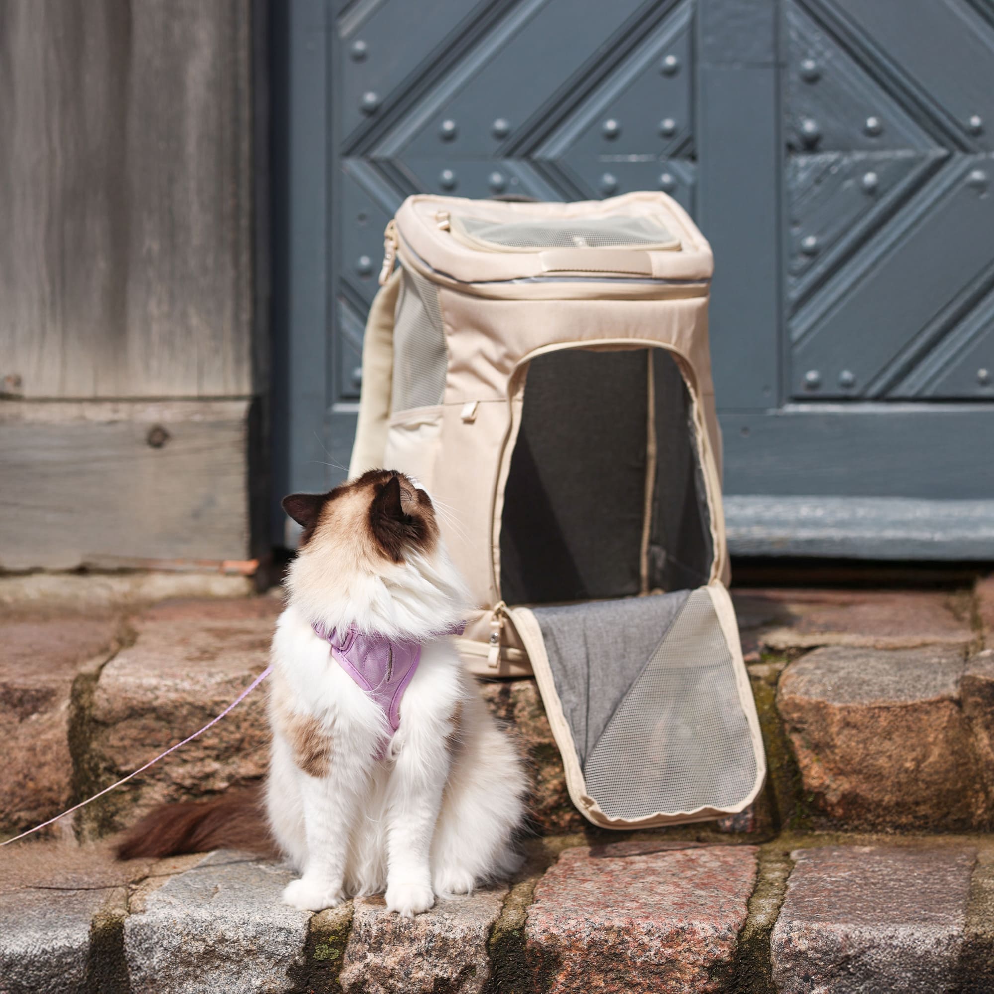 HOP-ON Katzenrucksack in Sand, Ragdoll-Katze mit Lilaharnisch sitzt davor, historisches Kopfsteinpflaster