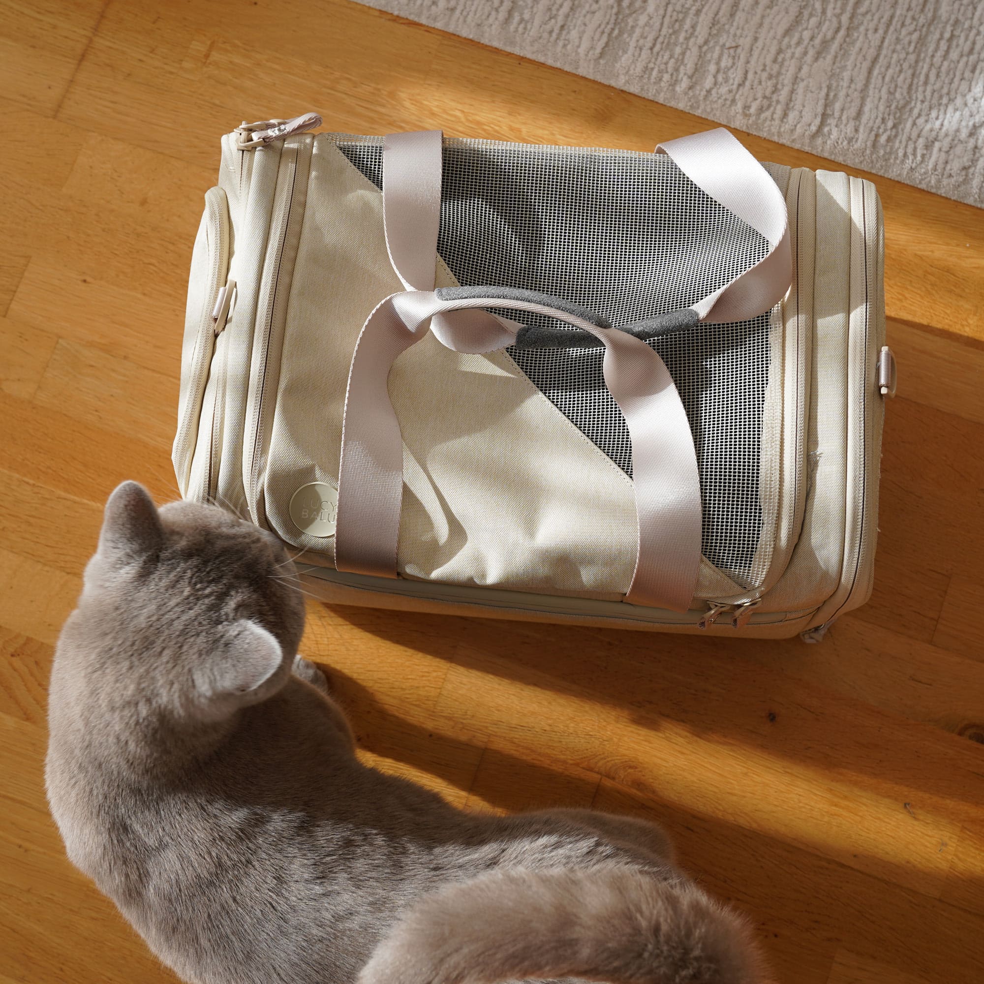CHECK-IN Transporttasche in Sand, Katze schaut neugierig auf die Tasche, Ansicht von oben