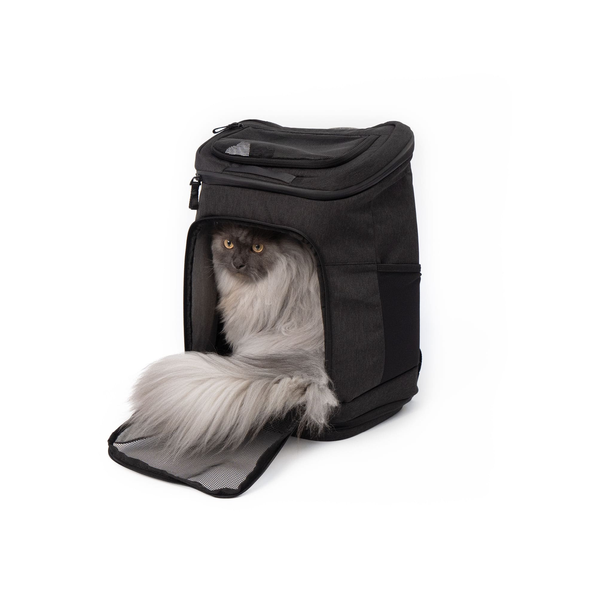 HOP-ON Katzenrucksack in Anthrazit, graue Langhaarkatze schaut aus der Öffnung, Studioaufnahme