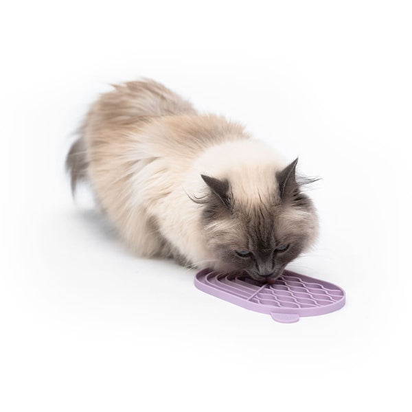 Le tapis de léchage, une aide précieuse au clicker training pour chats