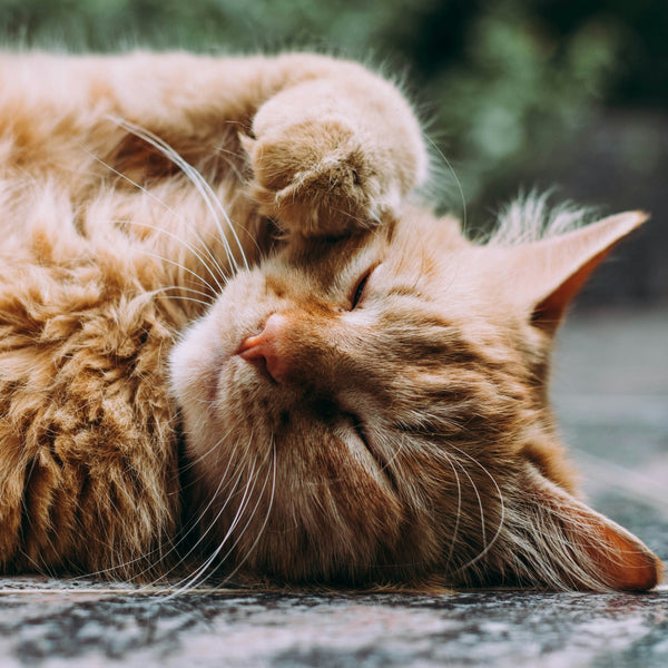 Simba bleibt König: Die beliebtesten Katzennamen 2025