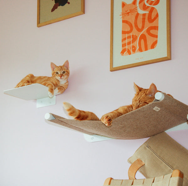 Changer de place préférée ? Pourquoi les chats cherchent sans cesse de nouveaux refuges