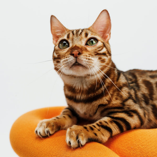 Gagnant Catmodel 2025 – Août 2025