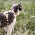Prêt pour l'aventure : le harnais pour chat EXPLORER