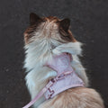Promener son chat ? Oui – mais dans le respect du chat