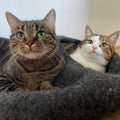 Aider les chats errants : le travail important de la Katzenhilfe Gelderland