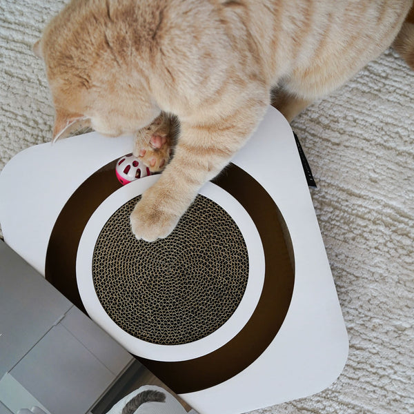 Éduquer son chat sans punition – comment faire avec amour et efficacité