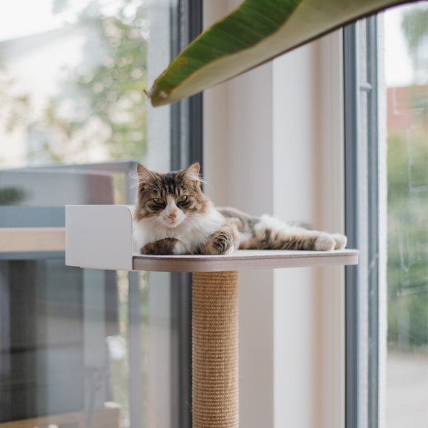Chats seuls à la maison – combien de temps est-ce acceptable ?