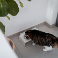 Gamelle en hauteur ! Pourquoi les chats préfèrent manger en hauteur