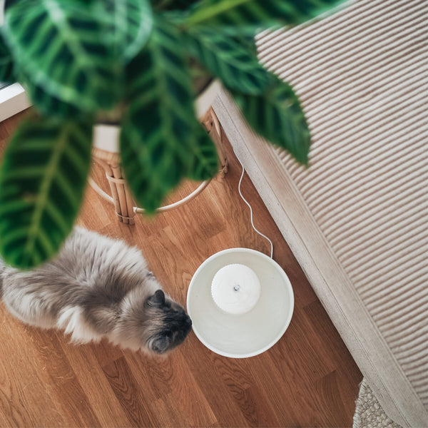 Chats et chaleur – comment ton chat d'appartement reste cool en été