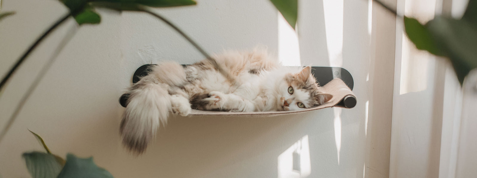 LucyBalu Moderne Katzenmöbel - SWING Katzenhängematte im Morgenlicht