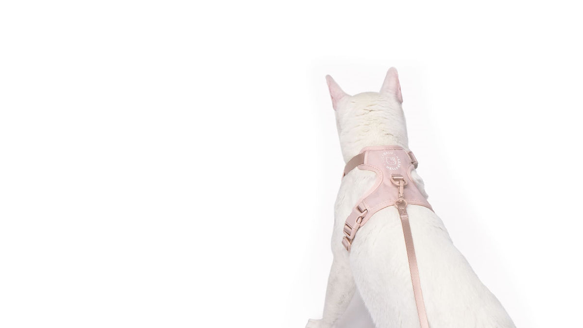 EXPLORER cat harness - Hello Kitty Edition