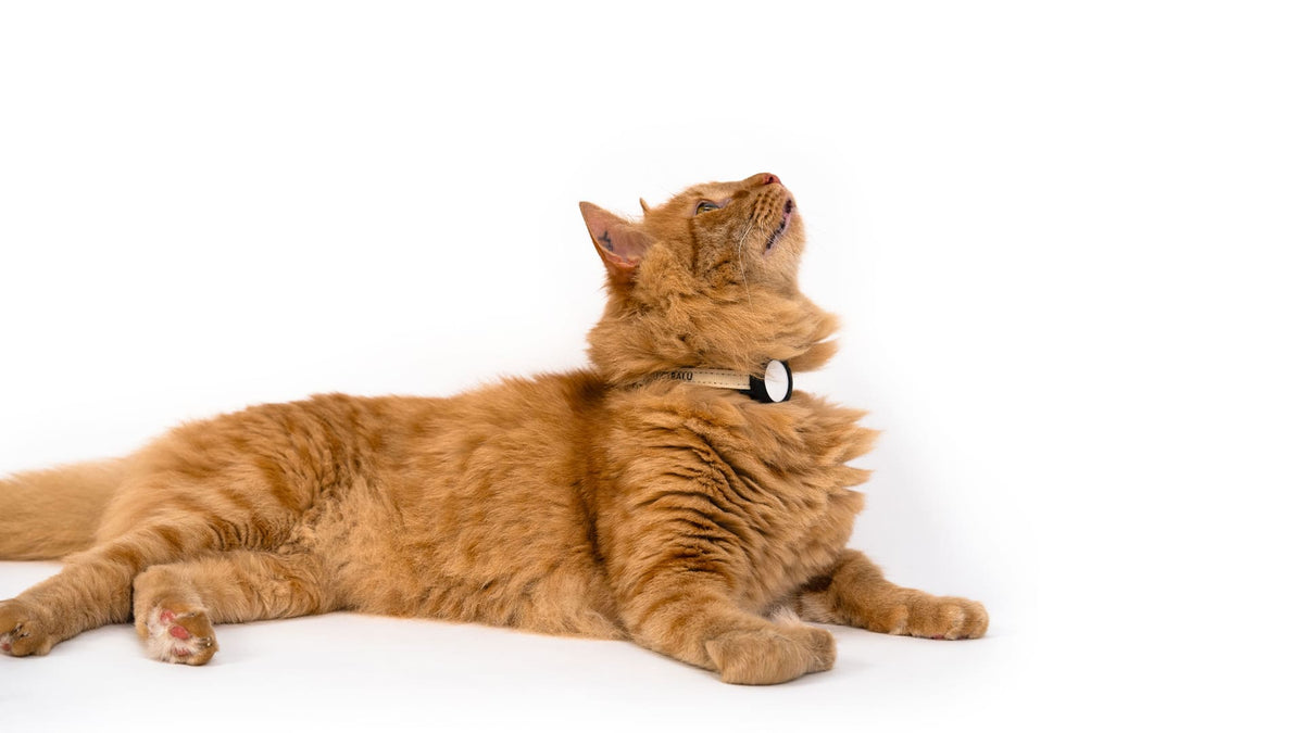DORI Collier pour chat AirTag (nylon)