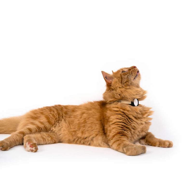DORI Collier pour chat AirTag (nylon)