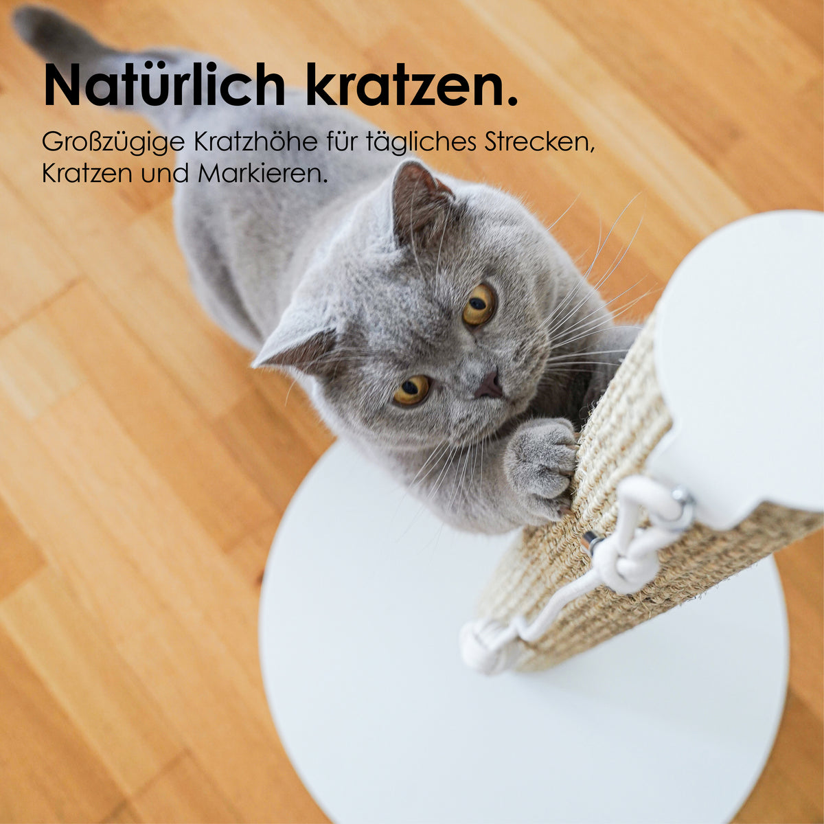 SCRATCHPOLE Kratzstamm – Natürlich kratzen: großzügige Kratzhöhe für tägliches Strecken