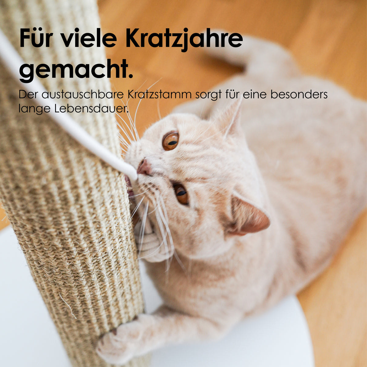 SCRATCHPOLE Kratzstamm – Für viele Kratzjahre gemacht dank austauschbarem Kratzstamm