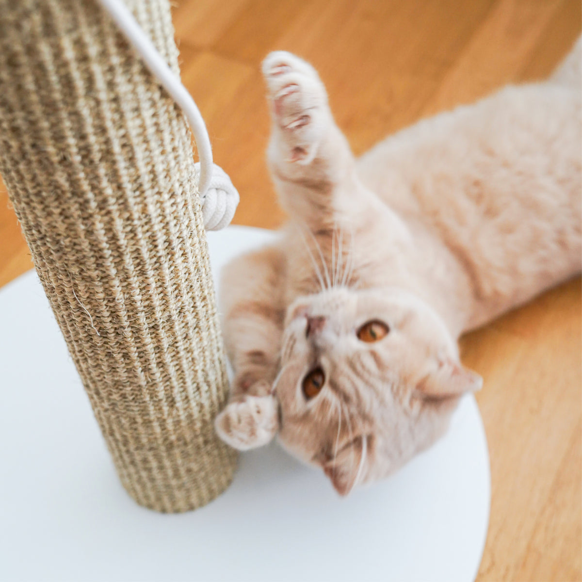 SCRATCHPOLE Kratzstamm in Sisal Sand – Katze rollt sich davor