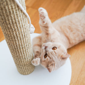 SCRATCHPOLE Kratzstamm in Sisal Sand – Katze rollt sich davor