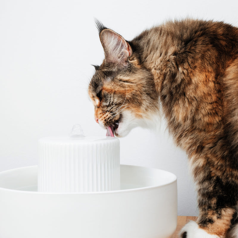 TREVI cat water fountain