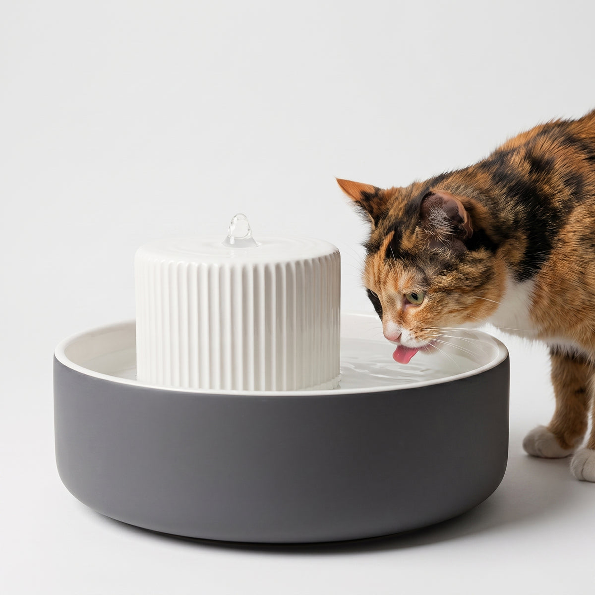 Katze trinkt am TREVI Trinkbrunnen in Anthrazit
