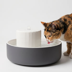 Katze trinkt am TREVI Trinkbrunnen in Anthrazit