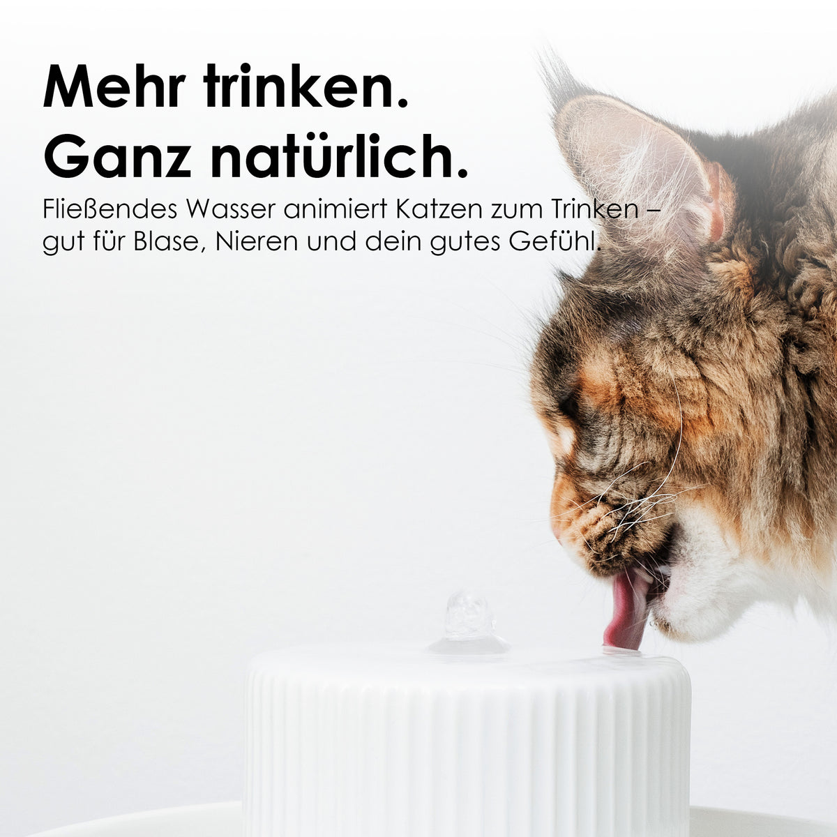 Katze trinkt am TREVI Trinkbrunnen – mehr trinken, ganz natürlich