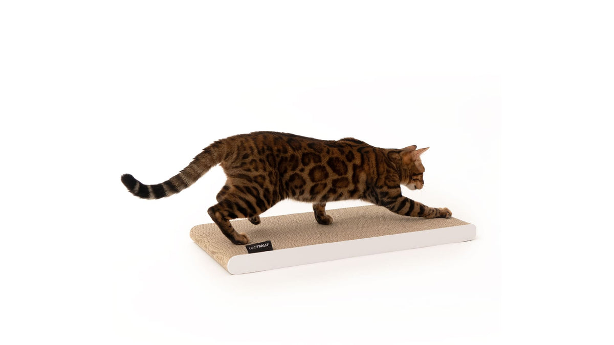 SCRATCHPAPER scratching cardboard