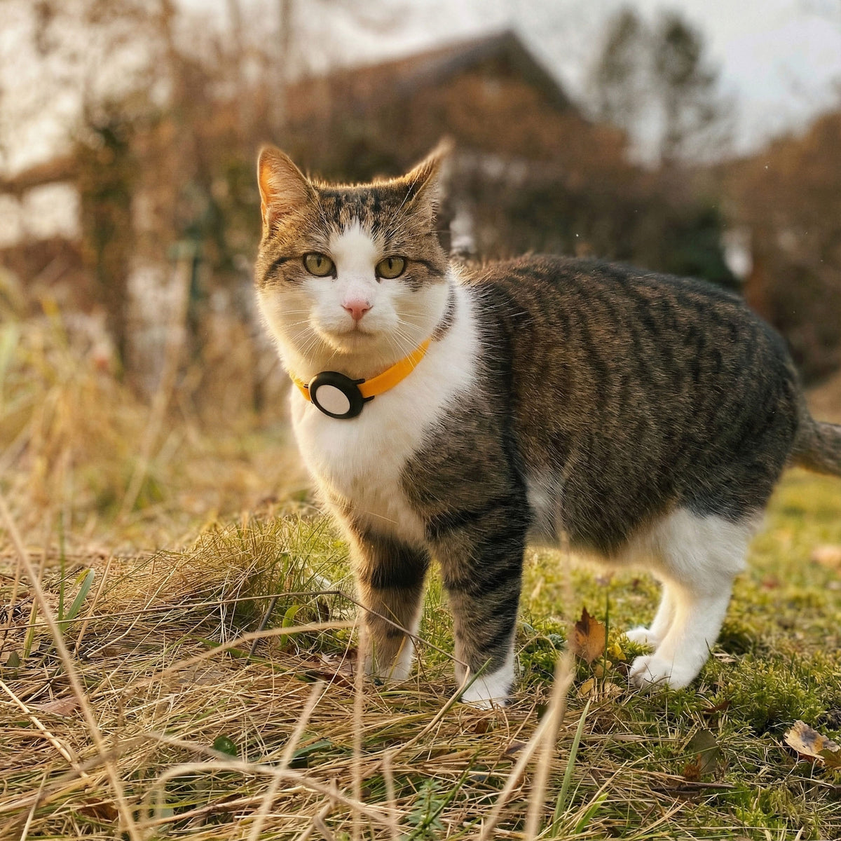 NEMO Kattenhalsband voor de AirTag