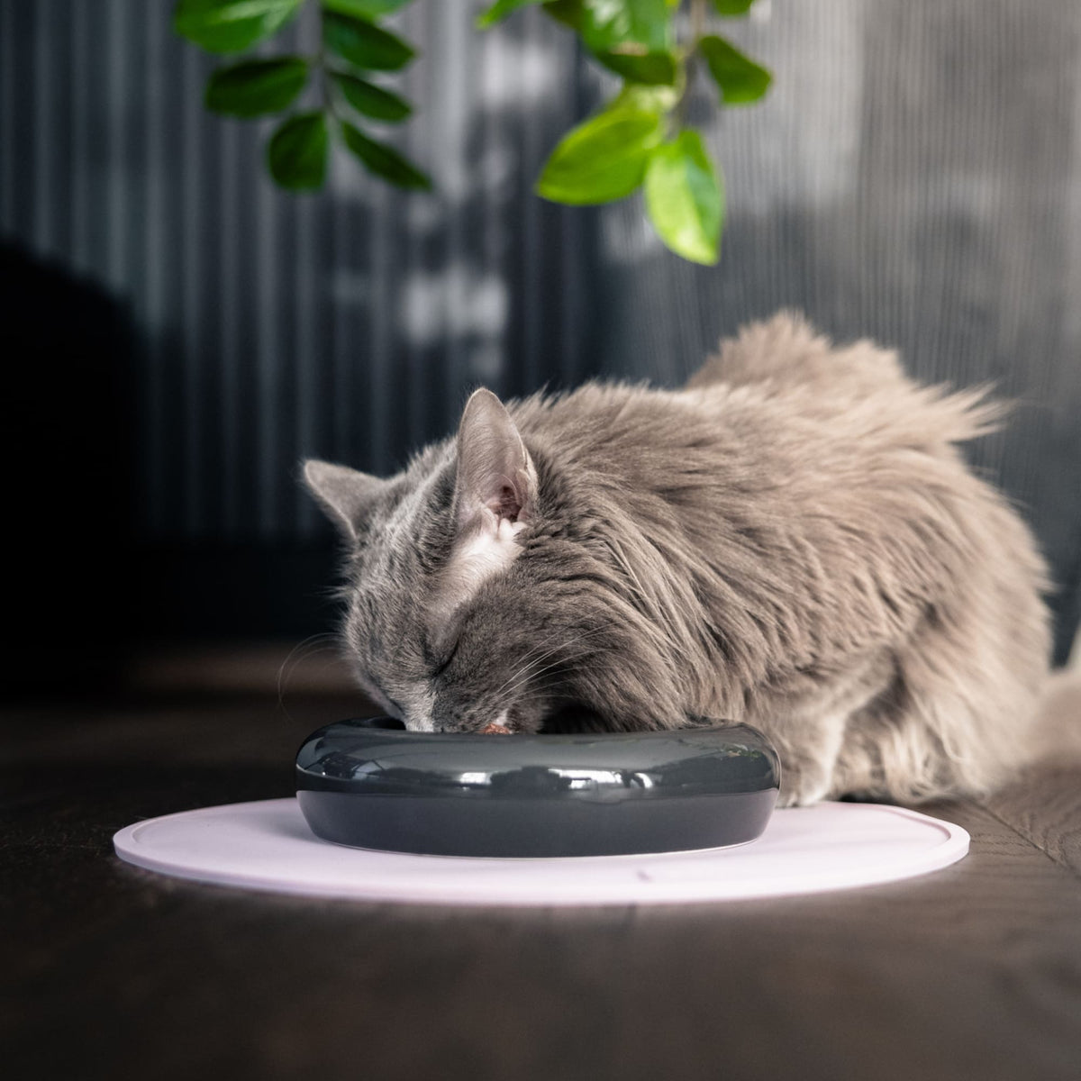 DROP Katzennapf