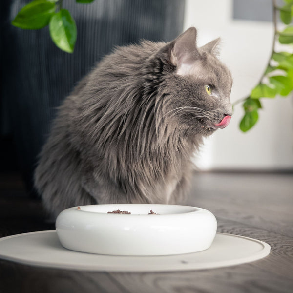 Gatto che mangia dalla ciotola per gatti DROP in bianco lucido – ciotola in porcellana dalla forma organica.