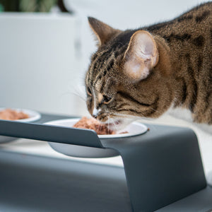 erhöhter Katzennapf