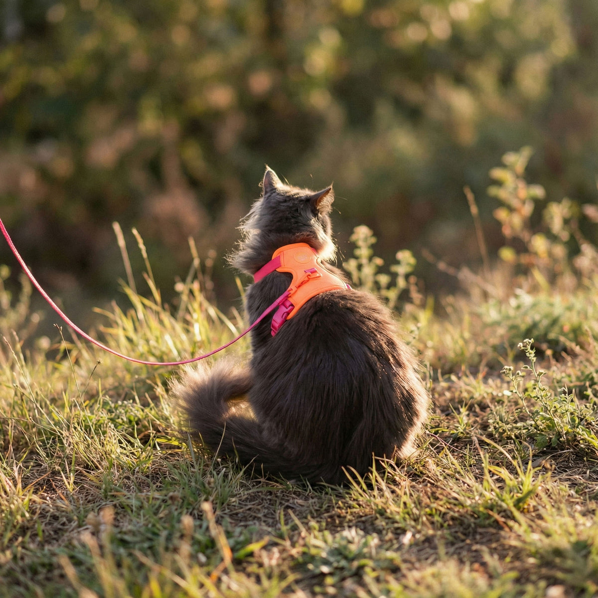 Outdoor Geschirr Katze Orange Lilac