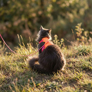 Outdoor Geschirr Katze Orange Lilac