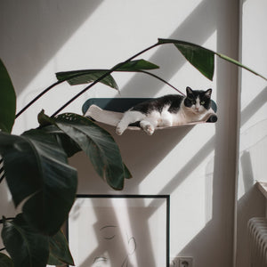 Schwarz-weiße Katze ruht entspannt auf einer erhöhten Wandhängematte über einem Kunstposter, umgeben von grünen Pflanzen.