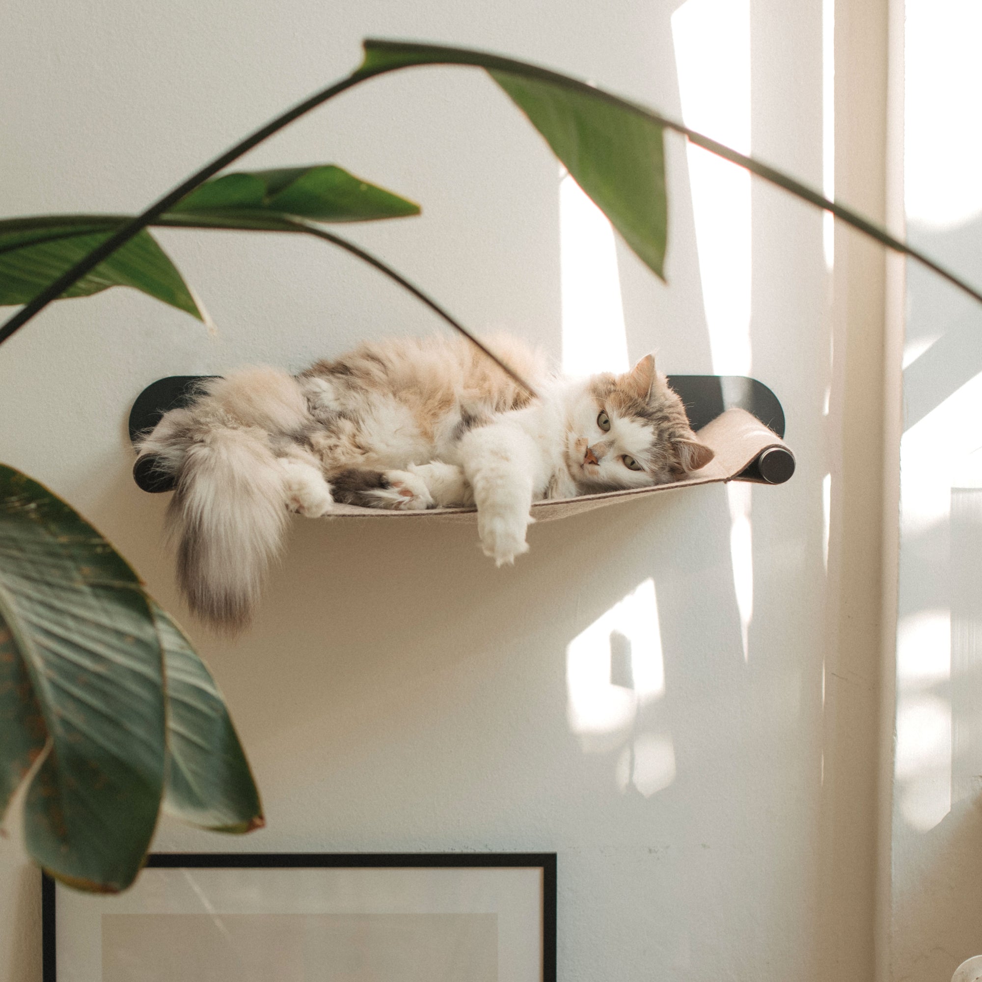Langhaarige Katze ruht in einer beigen Hängematte an der Wand, umgeben von Sonnenlicht und großen Zimmerpflanzen.