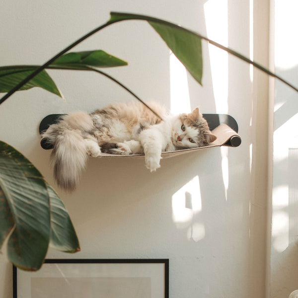 SWING Katzenhängematte: Langhaarige Katze ruht in der beigen Wandhängematte, umgeben von Sonnenlicht und Zimmerpflanzen.