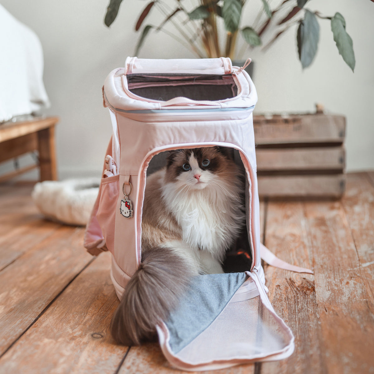 Ragdoll Katze sitzt in geöffnetem rosa HOP-ON Katzenrucksack Hello Kitty Edition auf Holzdielen