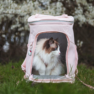 Langhaarkatze schaut aus rosa HOP-ON Katzenrucksack Hello Kitty Edition im Freien vor Blütenbaum