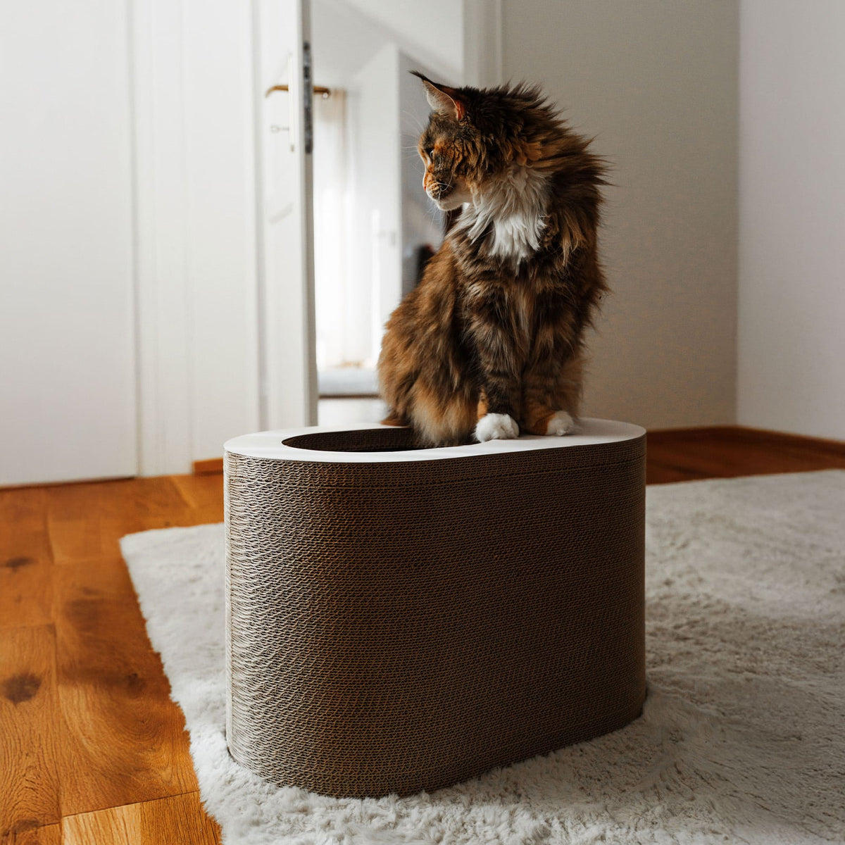 PAPERCAVE kattengrot