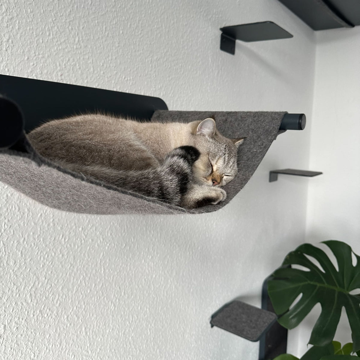 Set per parete per gatti antracite - SCRATCHPAD