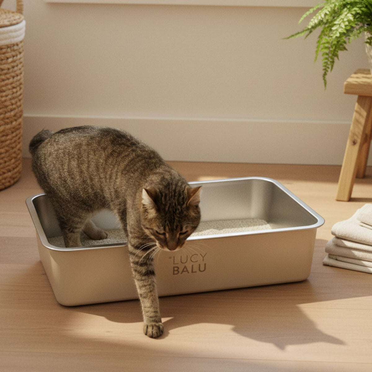 Getigerte Katze verlässt elegante, weiße Katzentoilette – warme Holzoptik, weiche Lichtstimmung und moderne Raumgestaltung