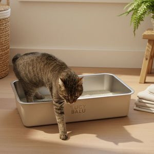 Getigerte Katze verlässt elegante, weiße Katzentoilette – warme Holzoptik, weiche Lichtstimmung und moderne Raumgestaltung