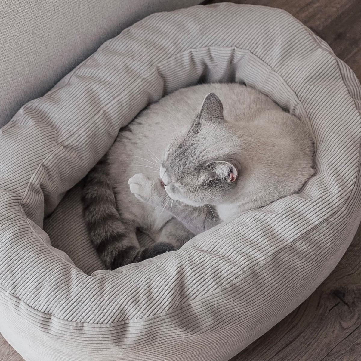 DINGHY Katzenbett
