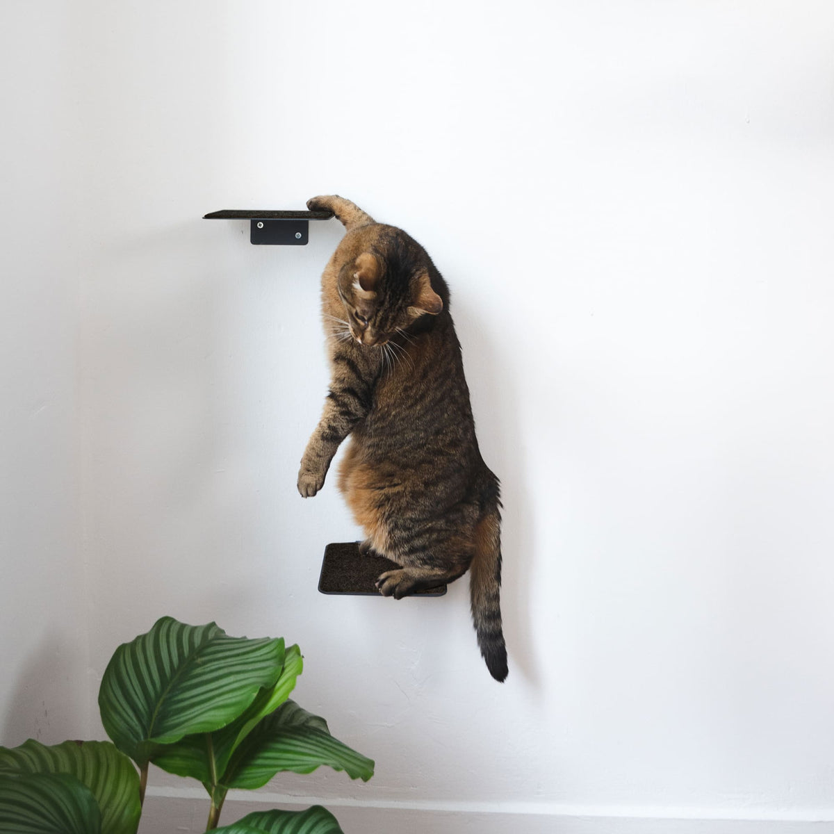 Set per parete per gatti antracite - SCRATCHPAD