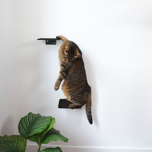 Set per parete per gatti antracite - SCRATCHPAD