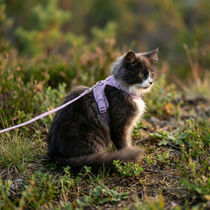 Outdoor Geschirr Katze Lilac