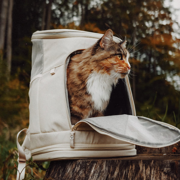 HOP-ON Katzenrucksack in Sand, getigerte Katze schaut heraus, Waldkulisse