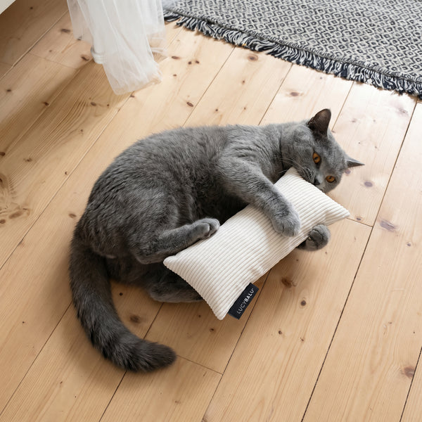 Gatto British Shorthair grigio che morde e stringe un cuscino KICK BUNNY in velluto a coste bianco con erba gatta su pavimento in legno