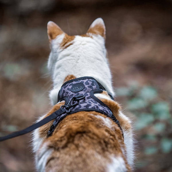EXPLORER Katzengeschirr in Leo-Print mit Leine, Rückenansicht der Katze beim Spaziergang im Freien